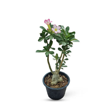 Desert Rose